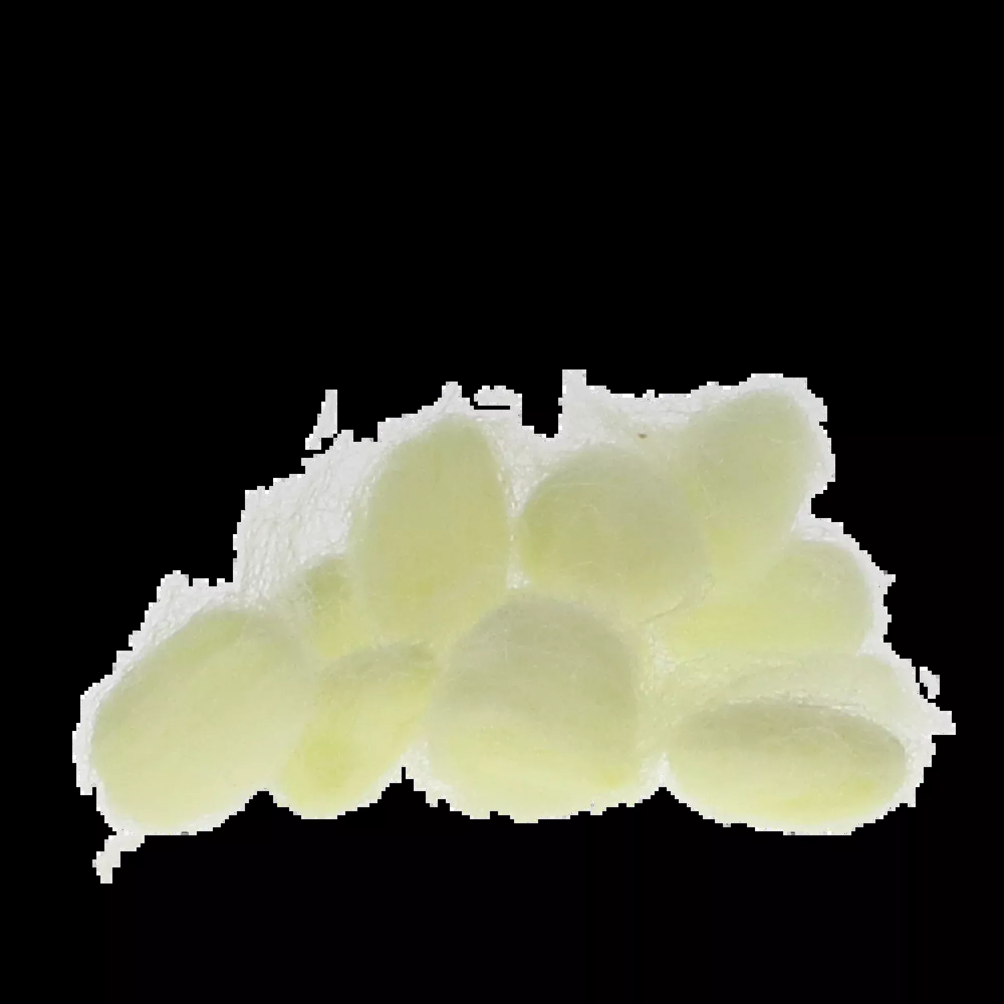 Pascal - EpiDri Hemostatic Pellets #3 Yellow 350/Box